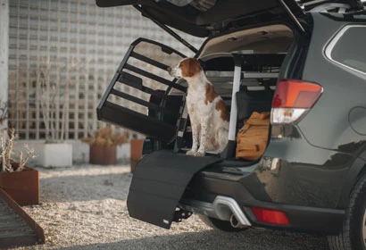 box per cani per trasporto in auto a prova di crash test