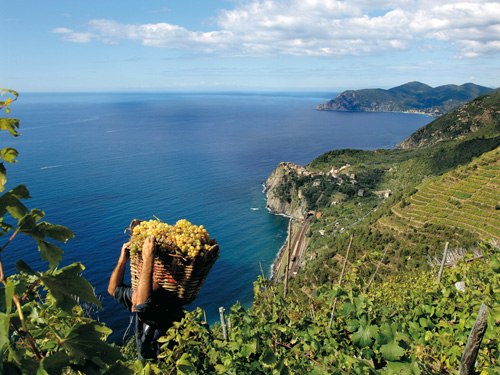 SP53 CORNIGLIA RACCOLTA UVA
