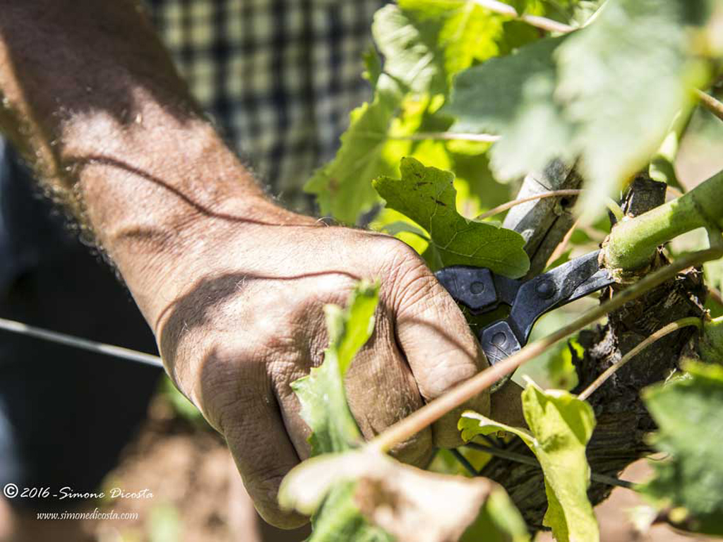 Cantine Benvenuto. Il sogno di Giovanni Celeste Benvenuto: produrre del buon vino nel rispetto della Natura.