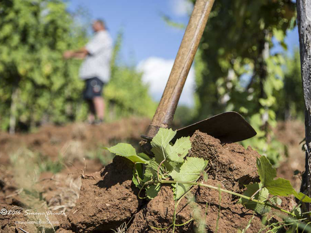 Cantine Benvenuto. Terreno roccioso, venti salini e lunga esposizione solare determinano un microclima unico, mite e temperato. Ingredienti che favoriscono la maturazione, completa ed omogenea, dell'uva.