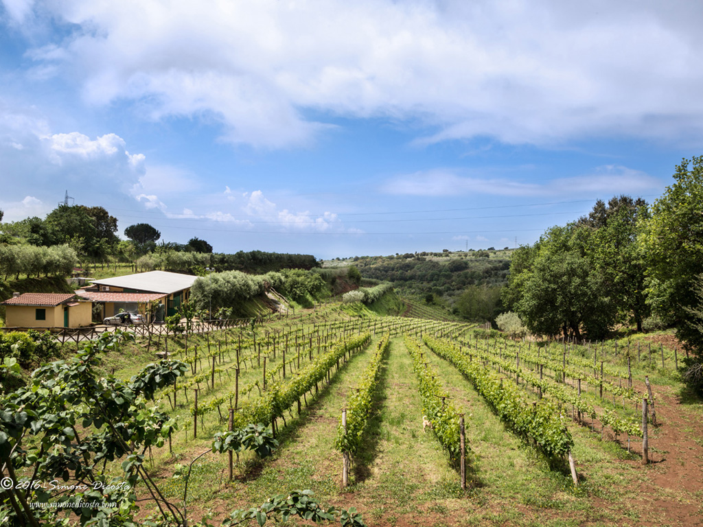 Cantine Benvenuto. L'attività di vinificazione è svolta in sintonia con i tempi e i cicli naturali e nel rispetto delle più antiche tradizioni. Sono stati impiantati i vigneti tipici della zona: Zibibbo, Malvasia, Calabrese, Greco Nero e Magliocco.