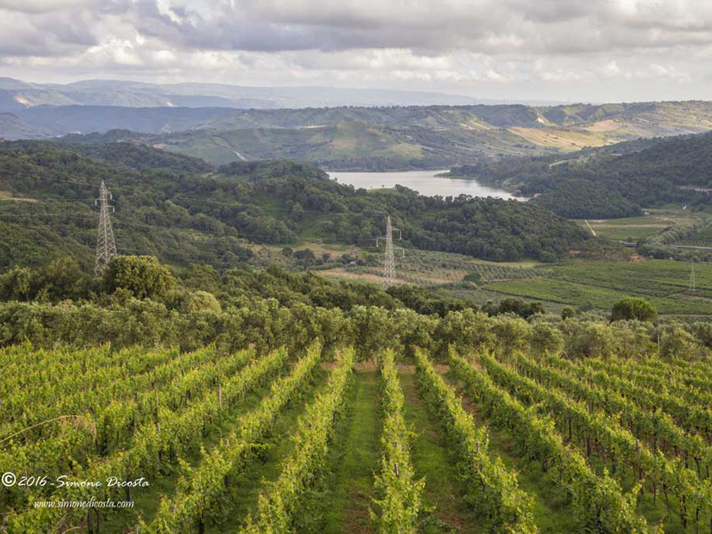 Cantine Benvenuto. L'attività di vinificazione è svolta in armonia con i tempi e i cicli naturali. Non si imbottiglia nel mese di dicembre, non si segue il canale della grande distribuzione e non si omologa chimicamente il gusto dei vini.