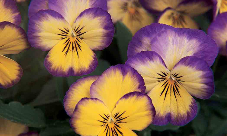 Viola_Lemon_Swirl-