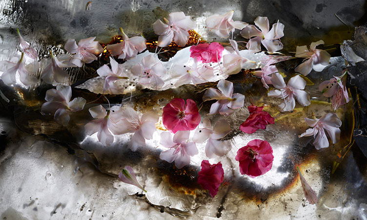 Mario Carrieri 2017