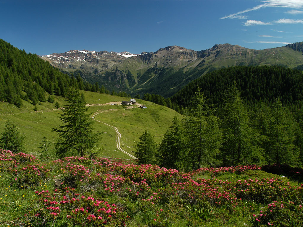 Val di Sole. La Malga Val Comasine a 2.090 metri. (Ph.Tiziano Mochen)