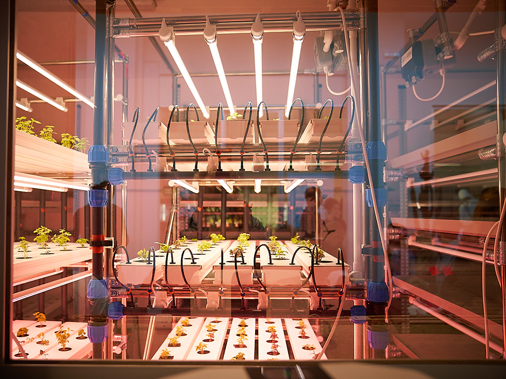 All’interno della Food Genius Academy, dalla partnership con Agricola Moderna – gruppo di ingegneri agronomi provenienti da tutto il mondo – è nata la “Vertical Farm” a coltura idroponica ossia la coltivazione di piante e ortaggi “fuori suolo” senza l’ausilio del comune terreno agricolo.