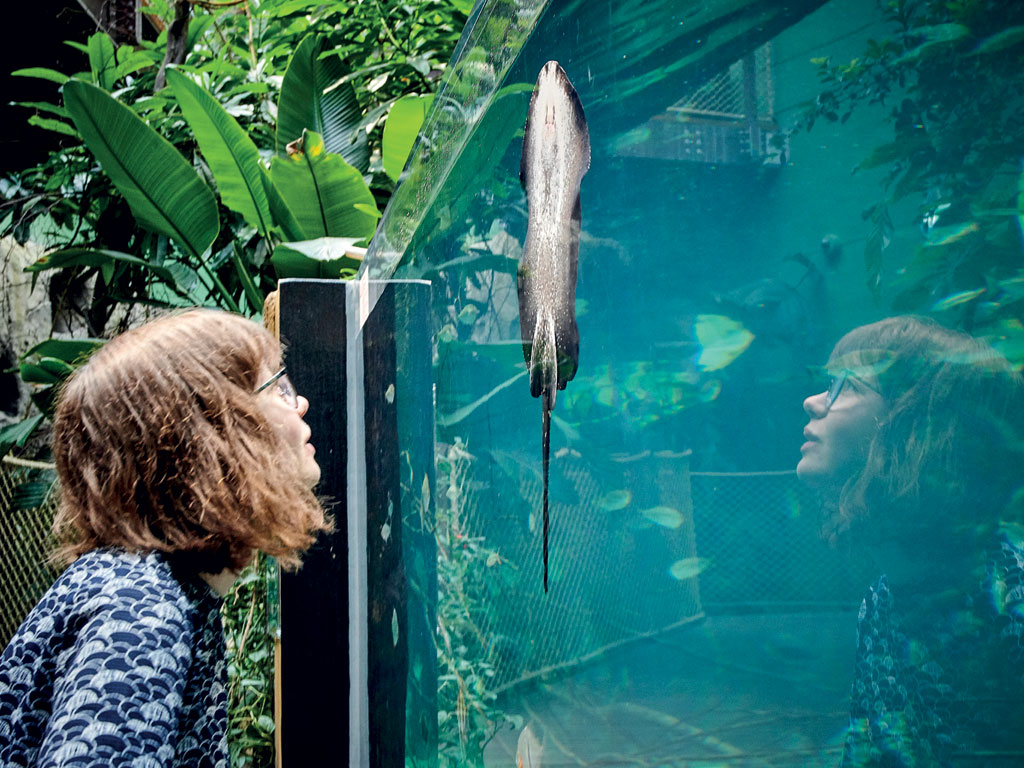 Aquatis. Aquarium Serra Tropicale Raie. Photo Sedrik Nemeth.