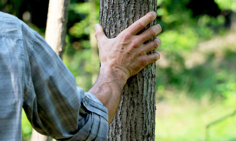 giornata nazionale degli alberi 2019 fsc italia