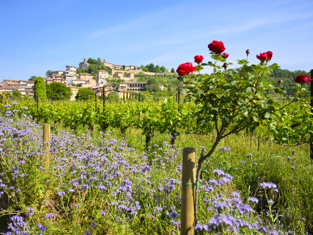 Agriturismo Corte Lantieri. I vigneti si collocano nei comuni di Capriolo e Adro nella località di Colzano. La struttura silicio argillosa e calcare di questi terreni li rende particolarmente adatti alla coltura della vite, in particolare dello Chardonnay, vitigno dominante.