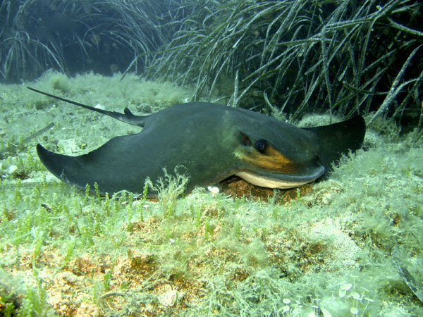 Aquila Foto di Riccardo Buralli Diving in Elba