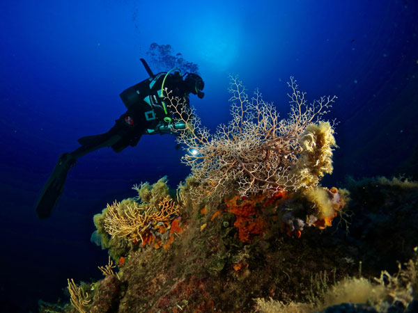 Astrospartus Foto Riccardo Buralli Diving in Elba