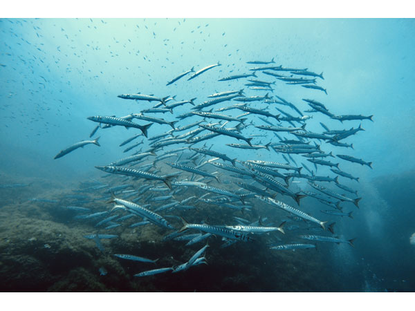 Barracuda bella Foto Riccardo Buralli Diving in Elba