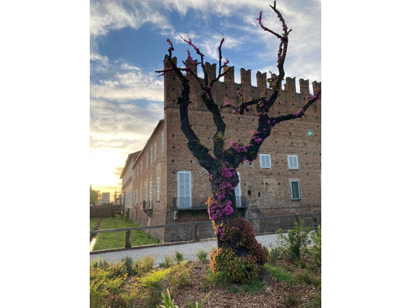 Castello di Belgioioso Visconti Belgioioso medievale tavola rotonda Fabio Zucca 5