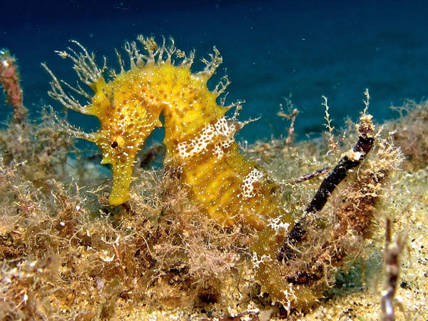 Cavalluccio 2 Foto di Riccardo Buralli Diving in Elba