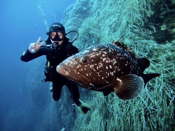 Cernia Giacomo Foto Riccardo Buralli Diving in Elba