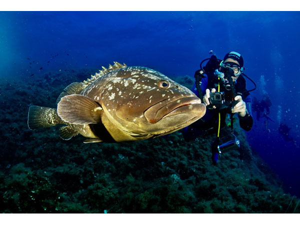 Cernia e sub Foto Riccardo Buralli Diving in Elba