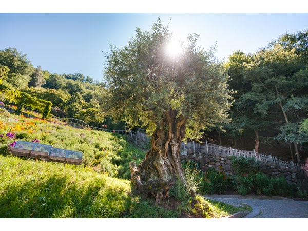 Giardini di Castel Trauttmansdorff Olivo pluricentenario copyright Alexander Pichler
