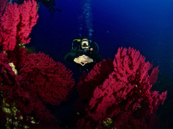 Gorgonie sub Foto Riccardo Buralli Diving in Elba