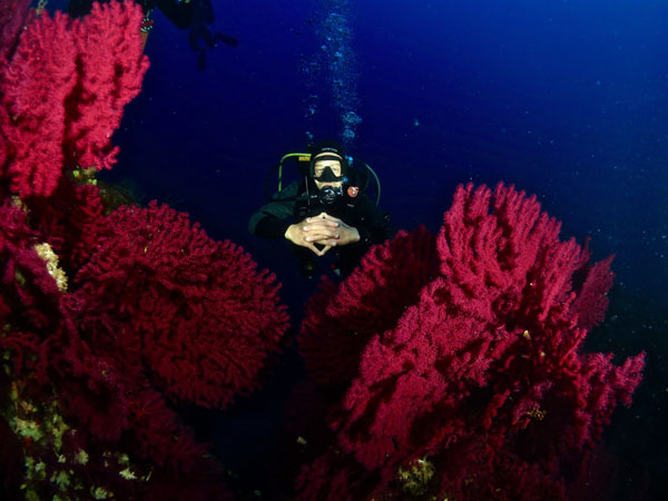 Gorgonie sub Foto Riccardo Buralli Diving in Elba