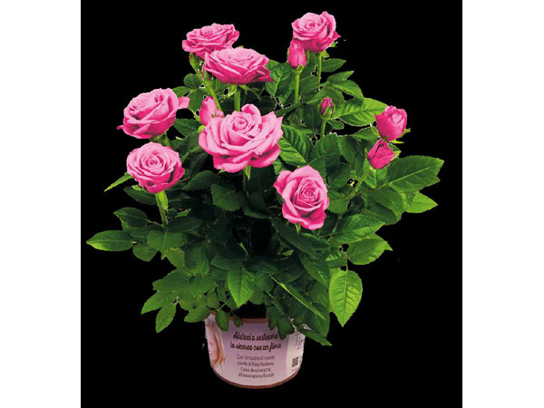 Airalzh Onlus e Coop Festa della Mamma 2024