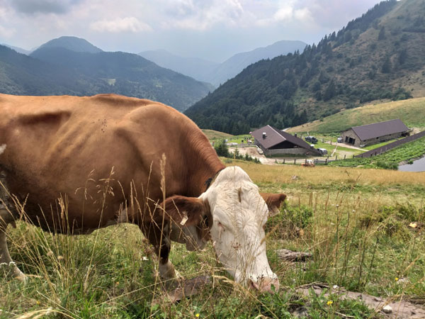 Friuli Venezia Giulia Zoncolan Malga Meleit 2024