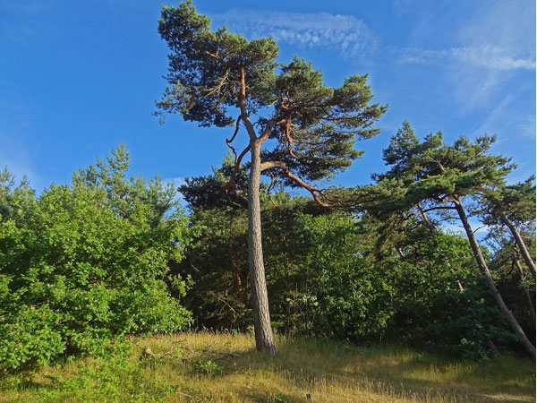 Nel profumo di resina Archivio Comune di Lignano Sabbiadoro 5 percorsi trekking 3