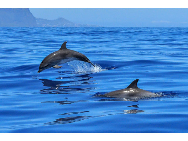 Isola dElba Whale Watching Estate 2025