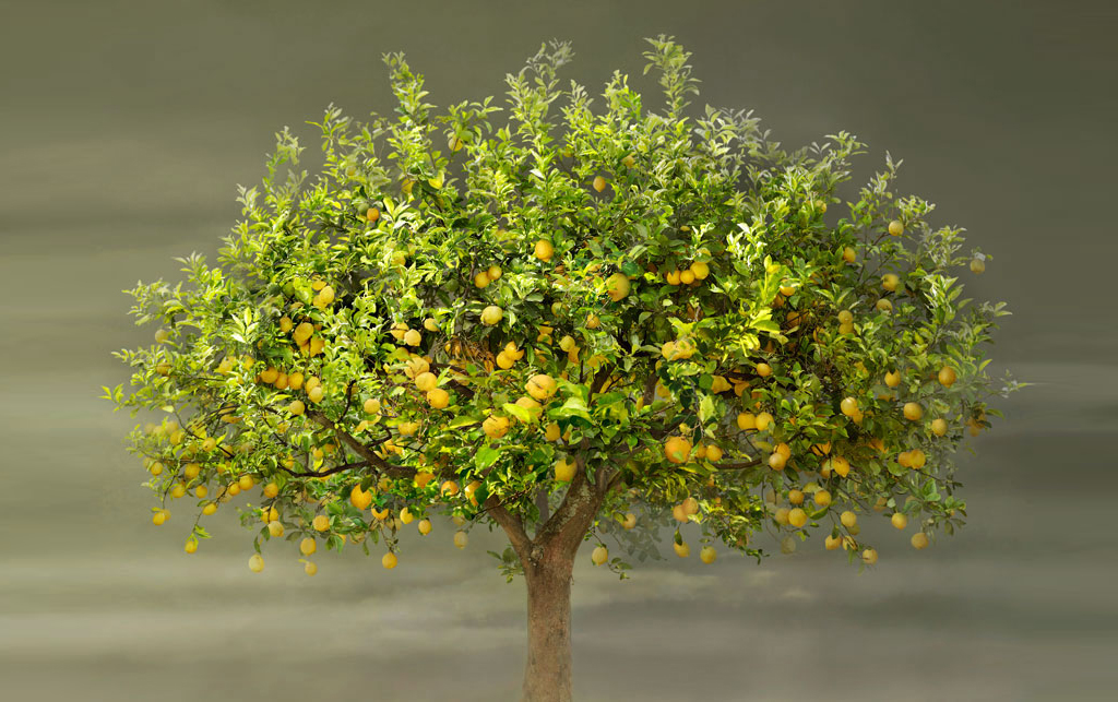 Irene Kung Limone 2014