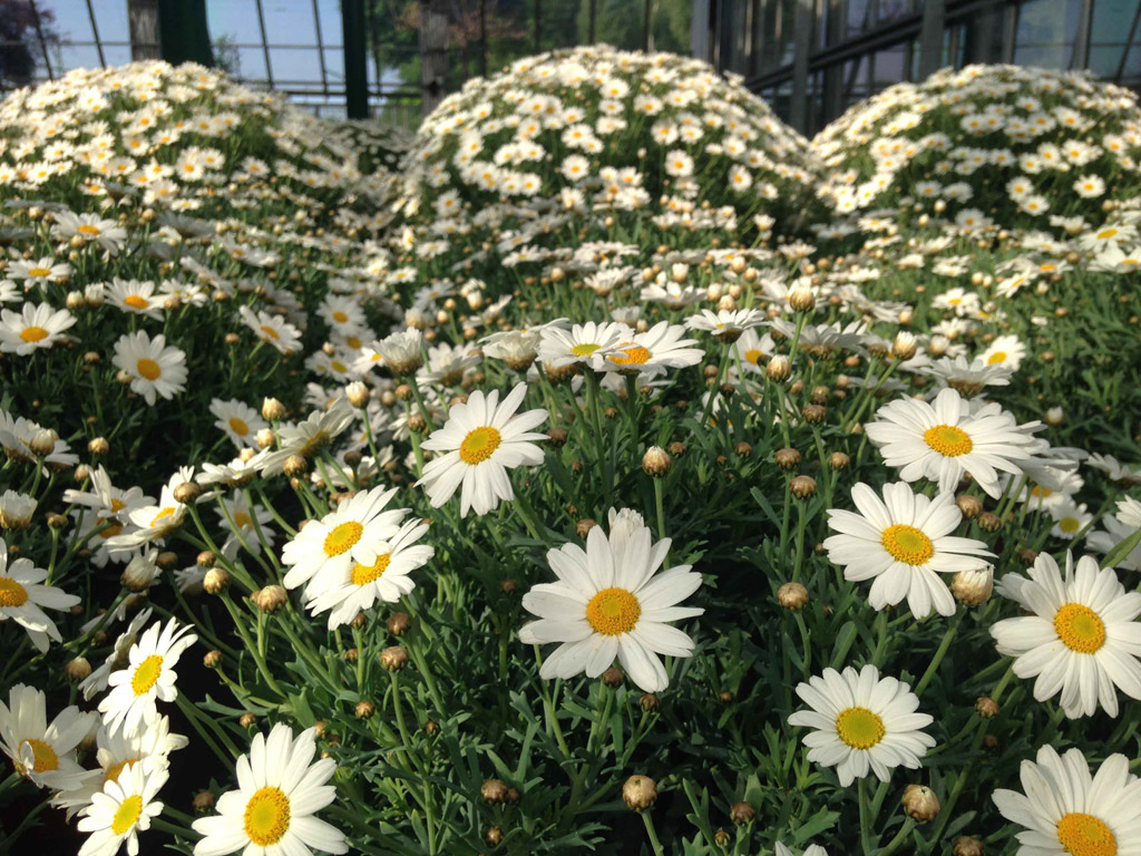 Un fiore per la ricerca | Margherita per AIRC 2017