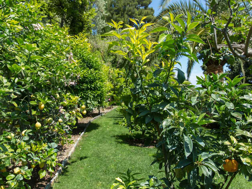 I Giardini di Villa della Pergola