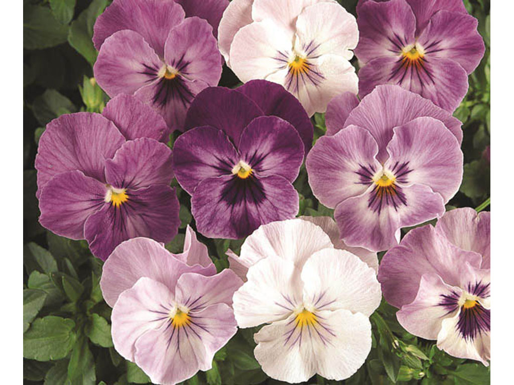 100 sfumature di Viole 2019