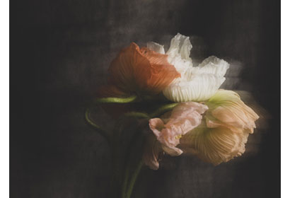 Matteo Carassale. Fiori Rubati
