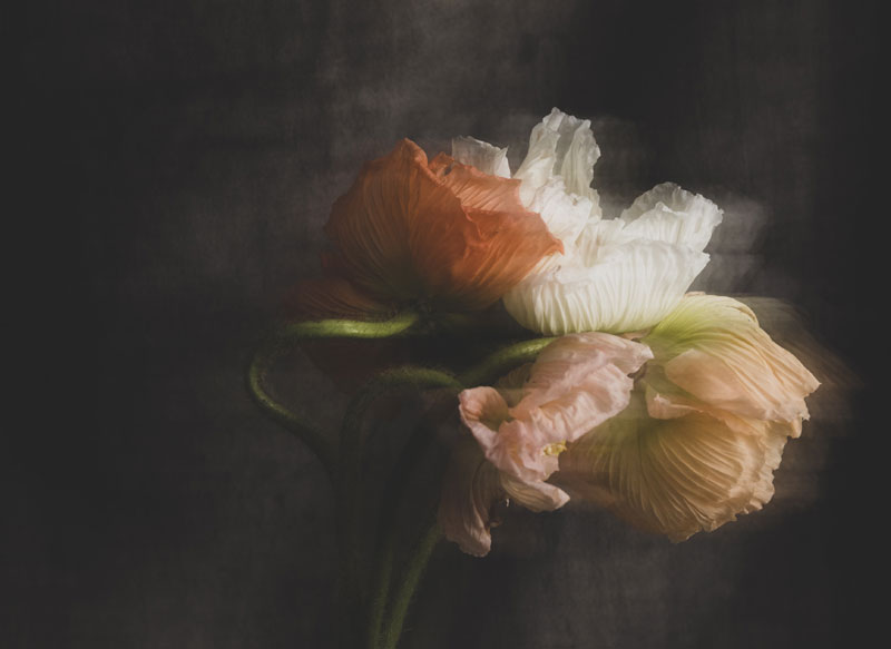 Matteo Carassale. Fiori Rubati