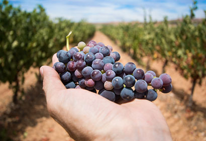 Tra i mesi di settembre e ottobre 2023 l'evento firmato dal Movimento Turismo del Vino