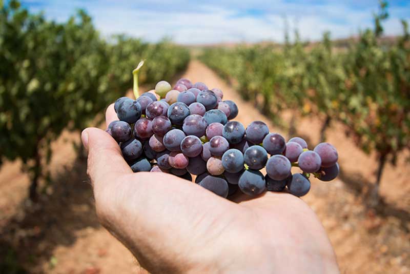 Tra i mesi di settembre e ottobre 2023 l'evento firmato dal Movimento Turismo del Vino