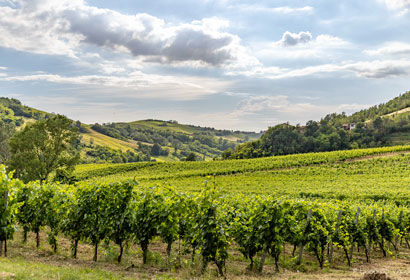Consorzio Tutela Vini Oltrepò Pavese