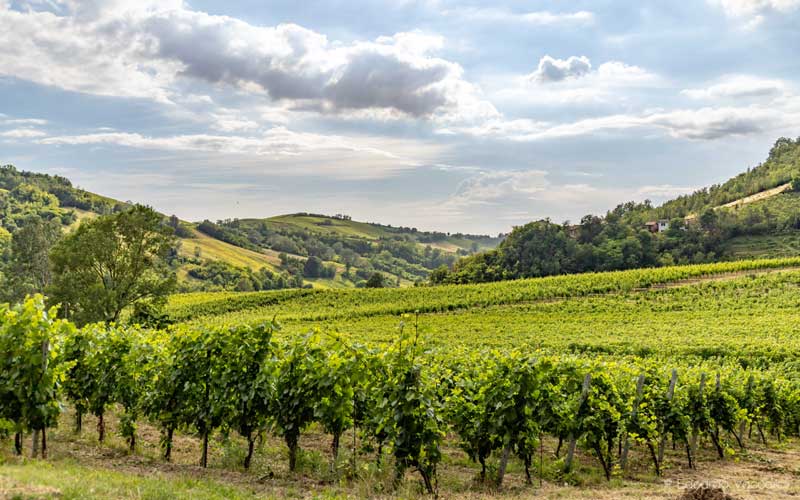 Consorzio Tutela Vini Oltrepò Pavese