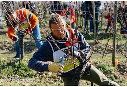 Festival del Potatore-Pruning Contest 2024