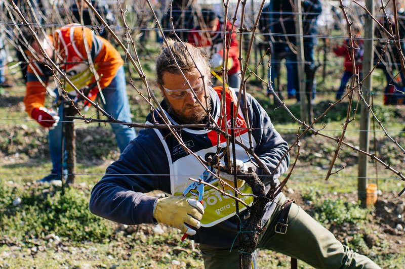 Festival del Potatore-Pruning Contest 2024