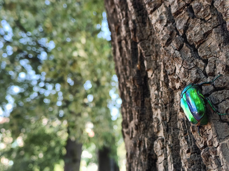 Viaggio intorno a un albero. Museo della Storia Naturale di Milano. Stagione 2024/2025