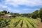 Cantine Benvenuto. L'attività di vinificazione è svolta in sintonia con i tempi e i cicli naturali e nel rispetto delle più antiche tradizioni. Sono stati impiantati i vigneti tipici della zona: Zibibbo, Malvasia, Calabrese, Greco Nero e Magliocco.