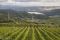 Cantine Benvenuto. L'attività di vinificazione è svolta in armonia con i tempi e i cicli naturali. Non si imbottiglia nel mese di dicembre, non si segue il canale della grande distribuzione e non si omologa chimicamente il gusto dei vini.
