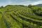 Cantine Fantinel. I filari dei vigneti de La Roncaia, le prestigiose DOCG Ramandolo e Picolit. Paesaggi unici: Ramandolo, Nimis e Tarcento fra l'alta valle del Torre, la pedemontana delle Prealpi Giulie e la pianura.