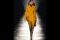 Bottega Veneta. Fall/Winter 2017-2018 Fashion Show. Sfilata Autunno/Inverno 2017-2018.