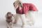 Temellini Milano e Temellini Dog à Porter. Collezione Autunno/Inverno 2017-2018. Fall/Winter 2017- 2018.