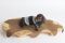 Brandodesign. Dune, lettino per cani dalle forme ergonomiche in legno di betulla e cappottino in cachemire della Temellini Milano collezione Autunno Inverno 17/18.