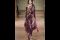 Alberta Ferretti. Fall/Winter 2017-2018 Show. Sfilata Autunno/Inverno 2017-2018.