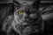 Ritratto di gatto di Thomas Wolter.