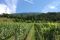 Altemasi. Cavit. Cavedine nella Valle dei Laghi, nell’immagine i vitigni di Pinot Nero trentino. Soprannominata “la val de vent” per la costante brezza è circondata dai Monti Bondone, Casale, Gazza-Paganella e la Catena del Brenta.