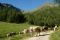 Val di Sole. Mucche al pascolo presso la Malga Cercen bassa a quota 1969 metri. (Ph.Tiziano Mochen)